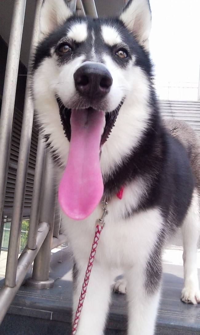 狗狗舔你时会有细菌吗,狗狗老是舔你怎么纠正