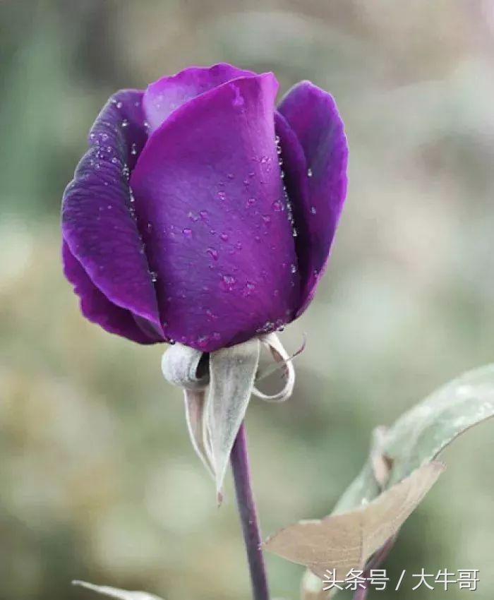 8朵玫瑰花代表什么花语和含义,七种玫瑰花的含义代表什么