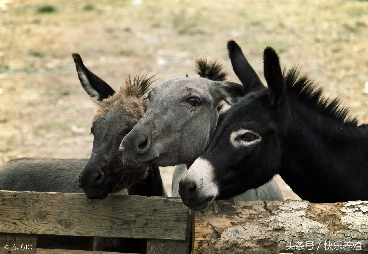 养驴的三大要点,养驴的基本知识