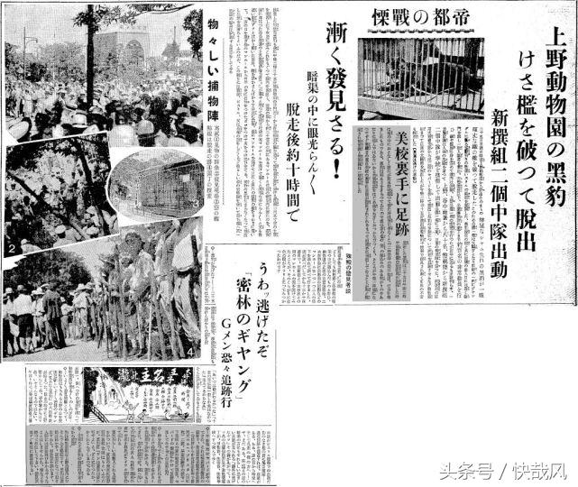 二战日本为何杀光动物园猛兽？一头逃走的黑豹造成东京大骚动