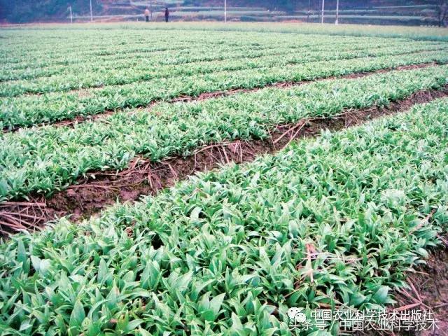 中国农产品地理标志丛书,农产品的地理标志书