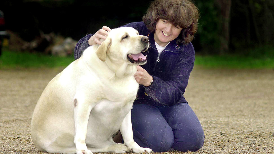 英国外交部首席捕鼠猫将退休视频,英国首席捕鼠官外交官