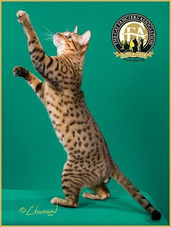 喵星人的3种类型,喵星人类型对照表