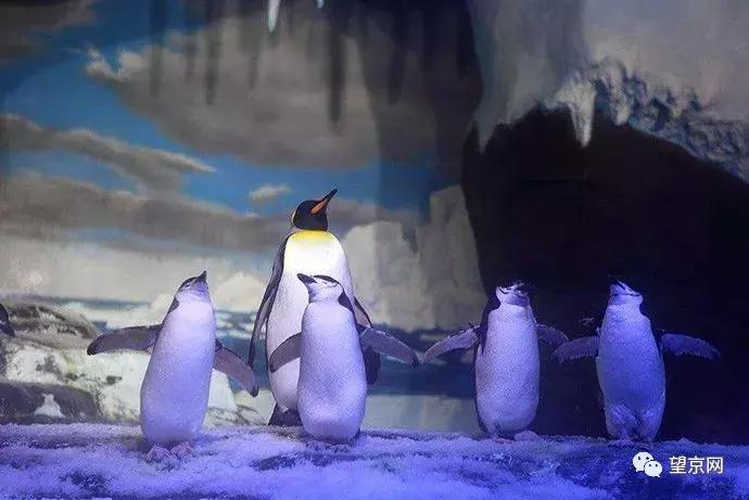 北京望京欢乐儿童乐园,北京朝阳区十大儿童室内乐园免费