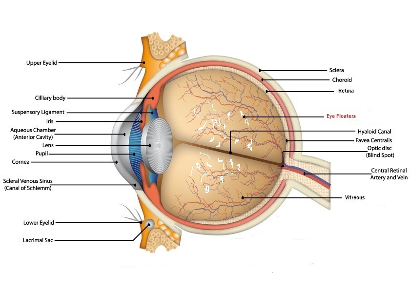 眼睛有黑影飘动是飞蚊症怎么治疗,眼睛有黑影飘来飘去怎么治疗