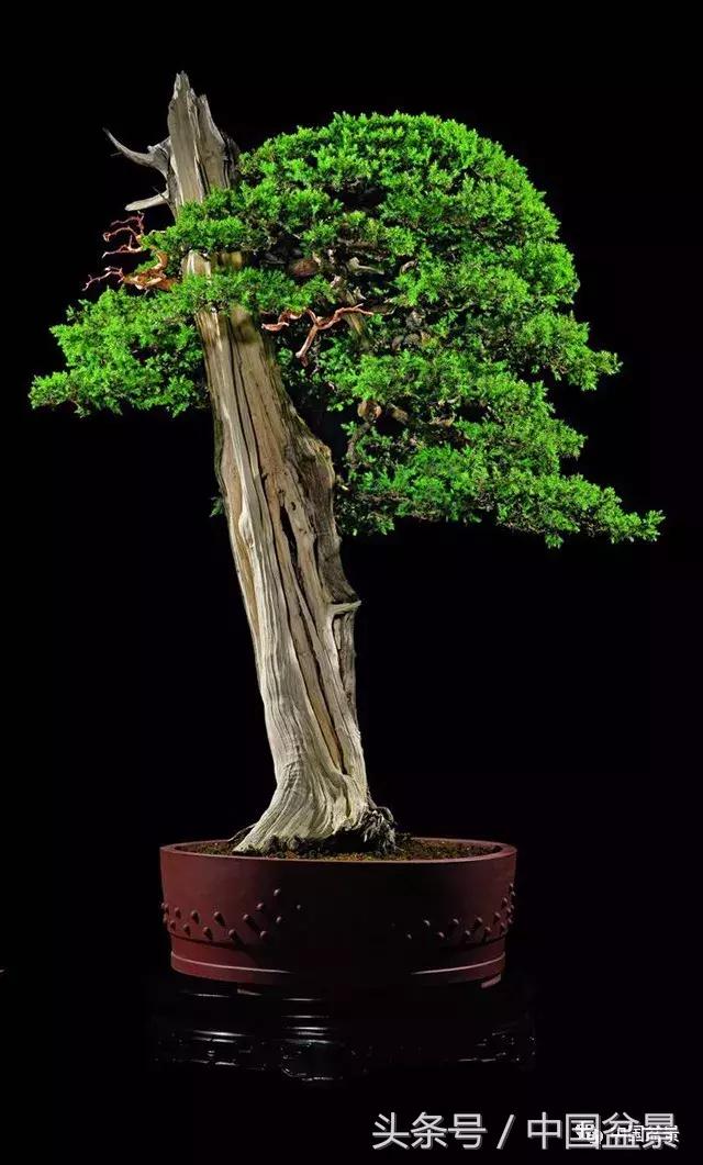经典盆景欣赏,欣赏盆景感悟怎么写