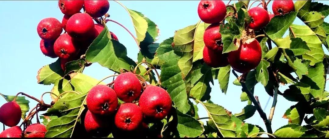 跟着我,从南宋到现代,来一趟山楂的“穿越”之旅