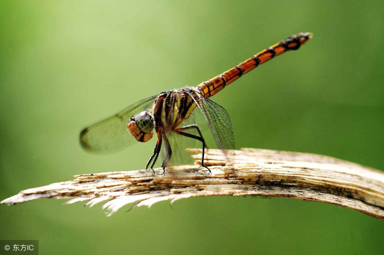微距摄影大师总结的十个技巧,令人惊叹的微距摄影的5个技巧