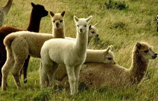 驼羊和羊驼哪个吐口水,羊驼与驼羊的区别