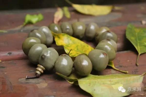 菩提本无树，果实作文玩