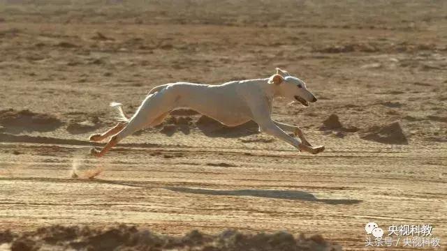 21点档｜狗年看狗！