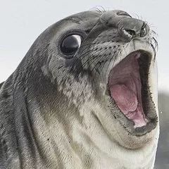 咀嚼片吞服还需要再吃吗,咀嚼片直接吞下去有效果吗