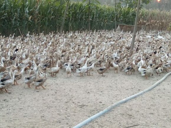 蛋鸭产蛋上不去高峰怎么办,蛋鸭产蛋突然下降有何原因