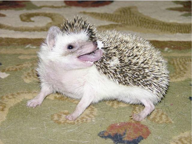 猫咪狗狗有多宠小孩子,狗狗猫咪哪个最好养