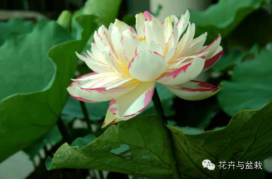 碗莲睡莲荷花种子区别,碗莲荷花睡莲图片