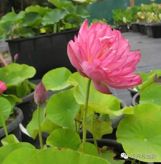 碗莲睡莲荷花种子区别,碗莲荷花睡莲图片