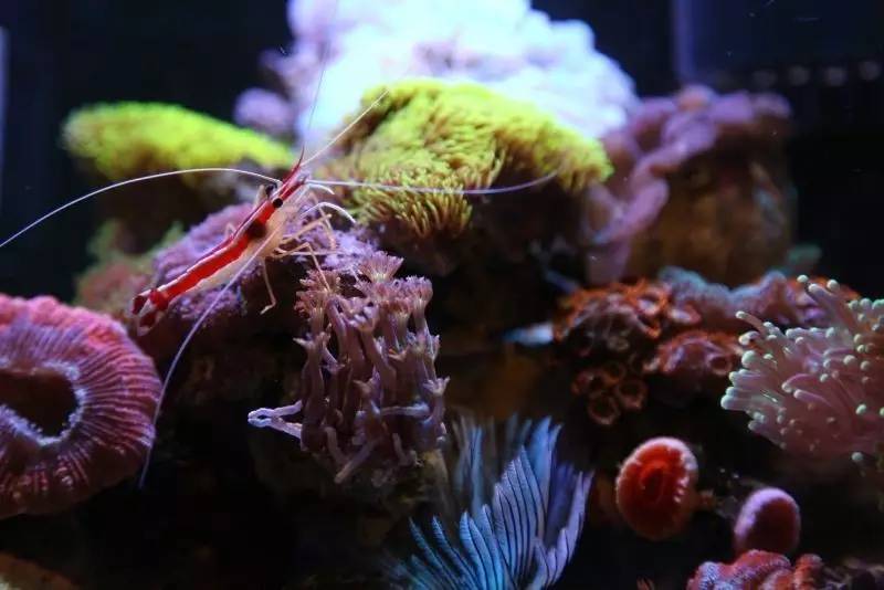 给我一个小缸，我要塞满整片海洋~