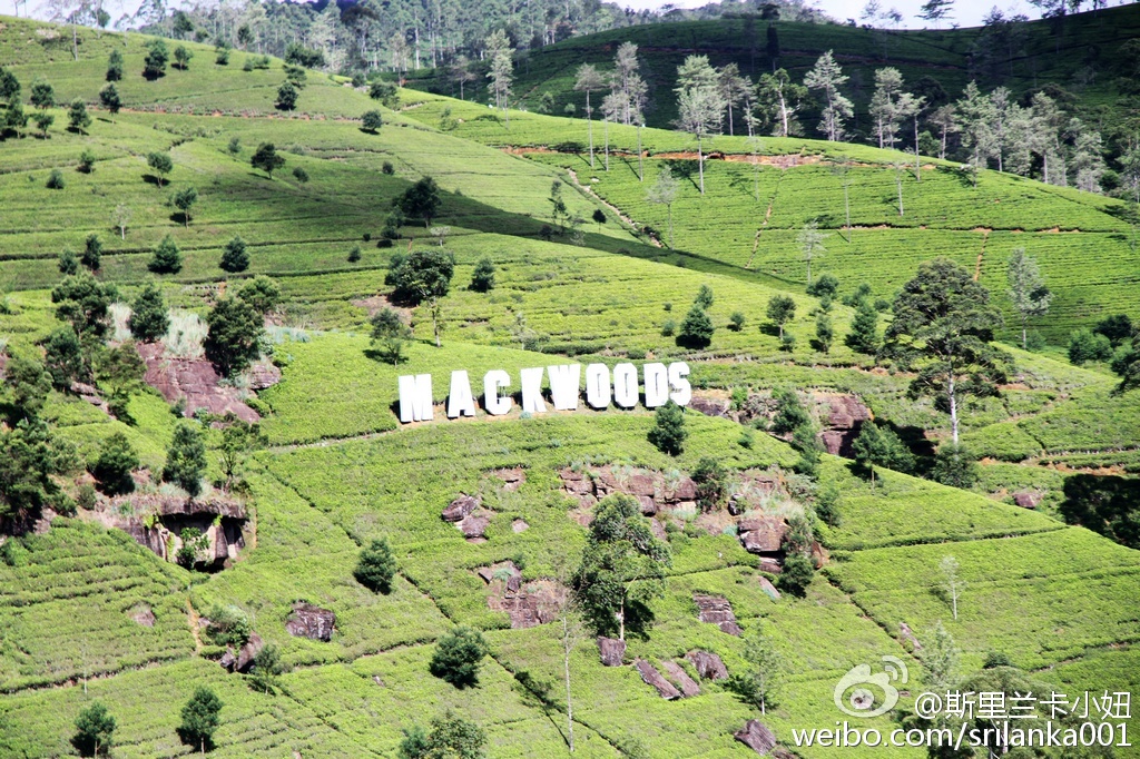 怎样选锡兰红茶,小白学茶的100个基础