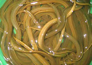 黄鳝的功效与作用孕妇能吃,黄鳝的功效与作用危害