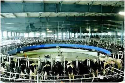 中鼎牧业挂牌：日产奶90万斤将整合千座牧场蒙牛伊利是客户