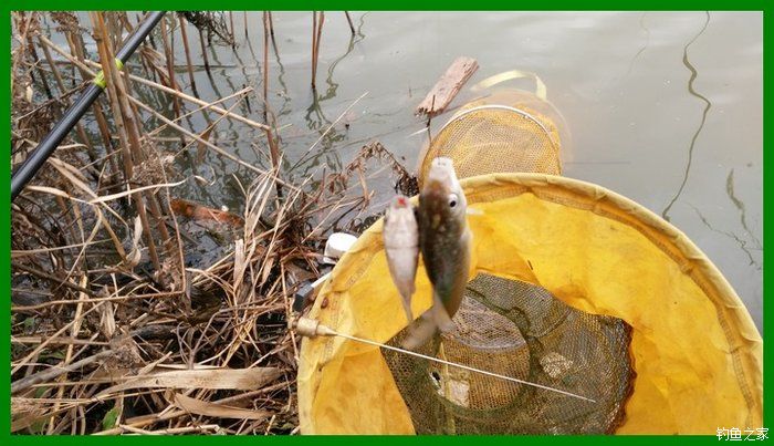 大鲫鱼大鱼,大鲫鱼大鲤鱼