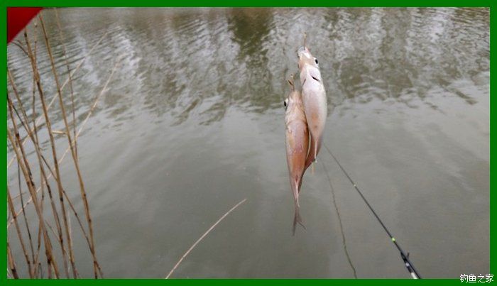 大鲫鱼大鱼,大鲫鱼大鲤鱼