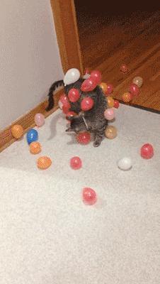 撸猫遇到静电,撸猫静电