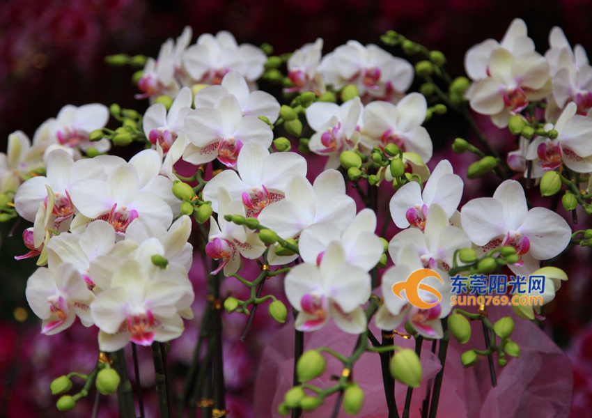 武汉迎春花市新品种,一年一度的迎春花市即将闪亮登场