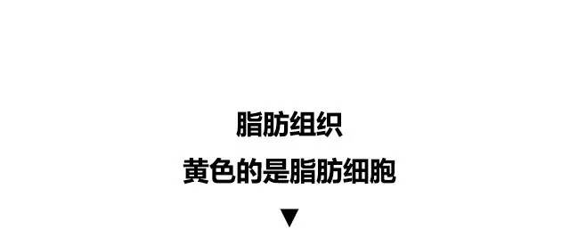 10张图看清人生真相,一张图看懂脂肪多可怕