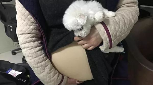 带狗回家后的第一天,带狗回家过年后带不回来了