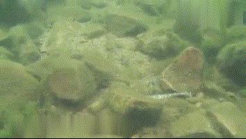 夏季野钓综合性最好的鱼钩型号,野钓通用鱼钩怎么选择最好