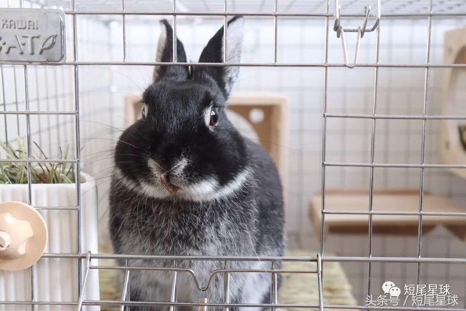 兔笼子哪一款最好,兔兔适合什么兔笼