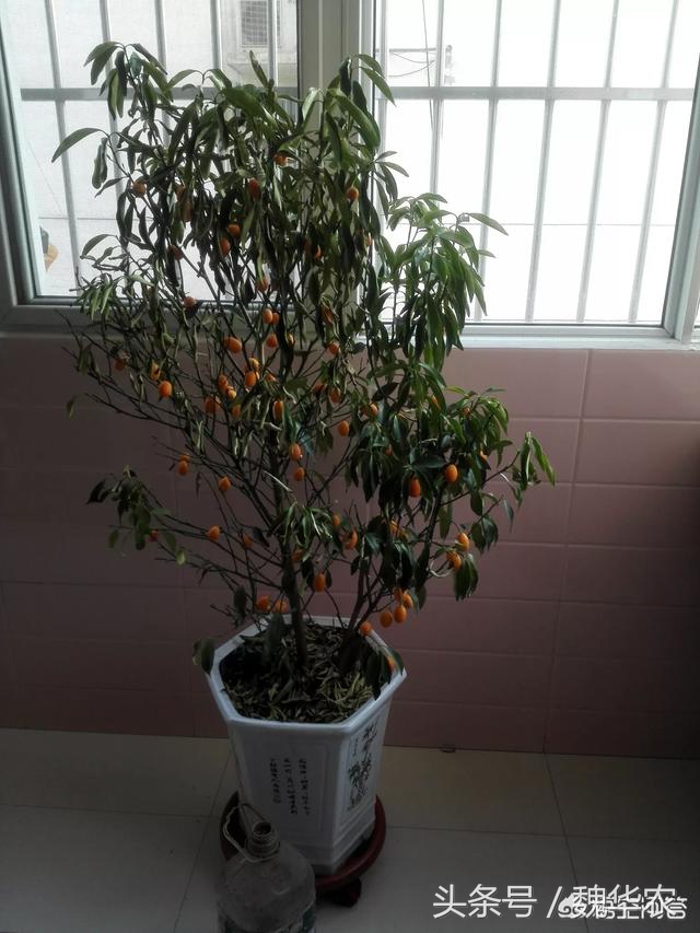 桔子树病10种治疗方法大全,橘子树常见病害有几种