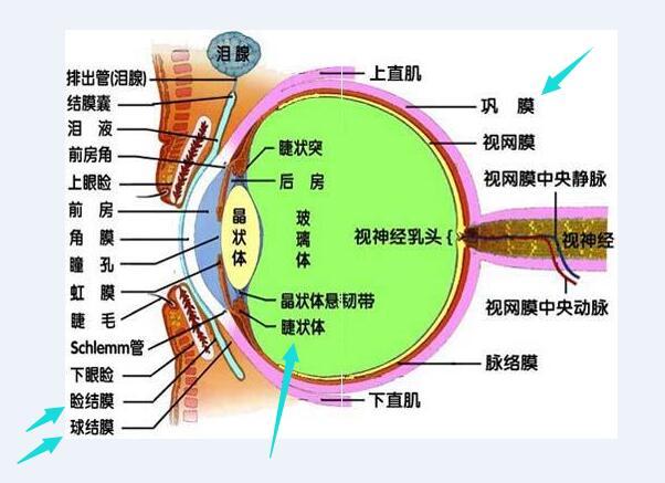割双眼皮开眼角眼睛会变大吗,开眼角眼球充血怎么快速消除