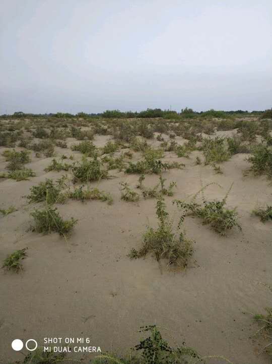 几十到几百的黑枸杞,哪种才是正宗的黑枸杞