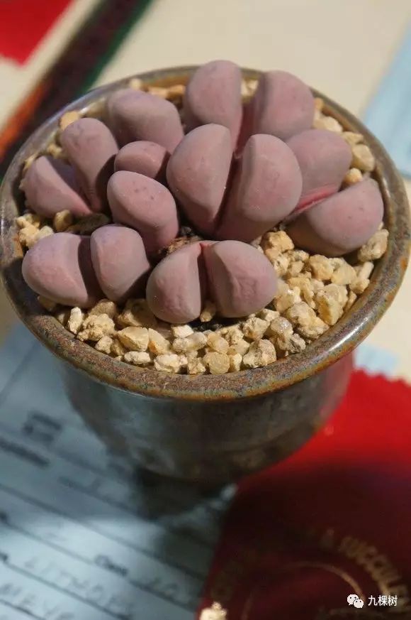 十大最贵玉露多肉品种,多肉最贵的品种有哪些