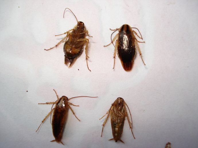 怎么消灭蟑螂最快最有效方法,怎样消灭蟑螂最彻底的方法