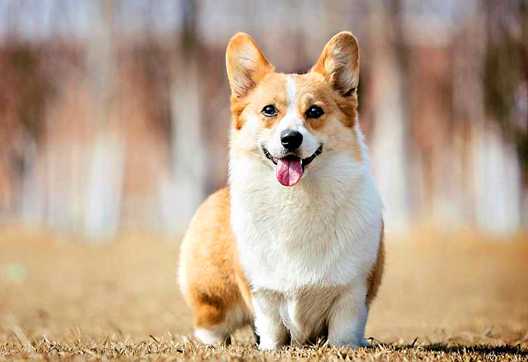 买狗狗需要准备什么物品,买狗狗都需要注意什么细节