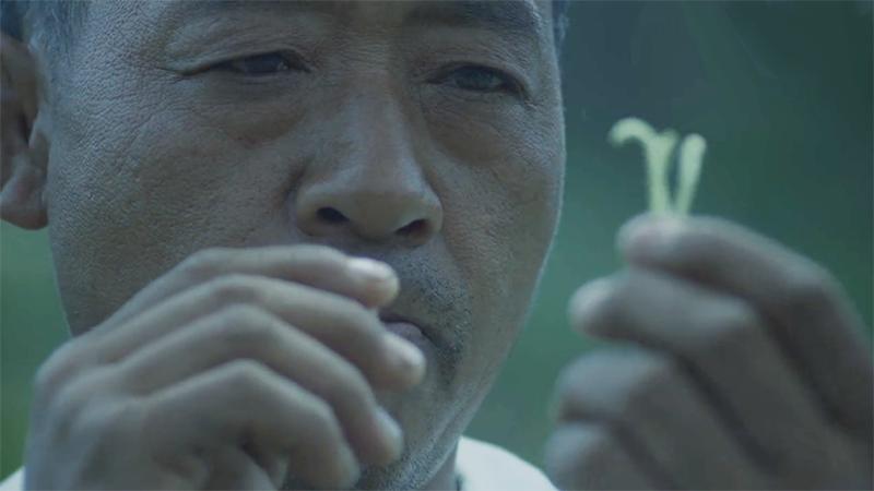 关于百雀羚发展史,天然百雀羚