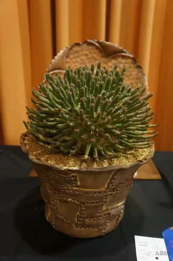 多肉万象最贵的品种,玉露多肉最贵多少钱一棵