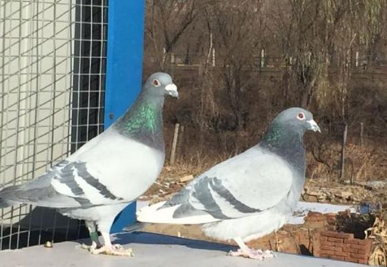 成年信鸽开家成功的几率有多少,笼养一年的信鸽如何开家不丢
