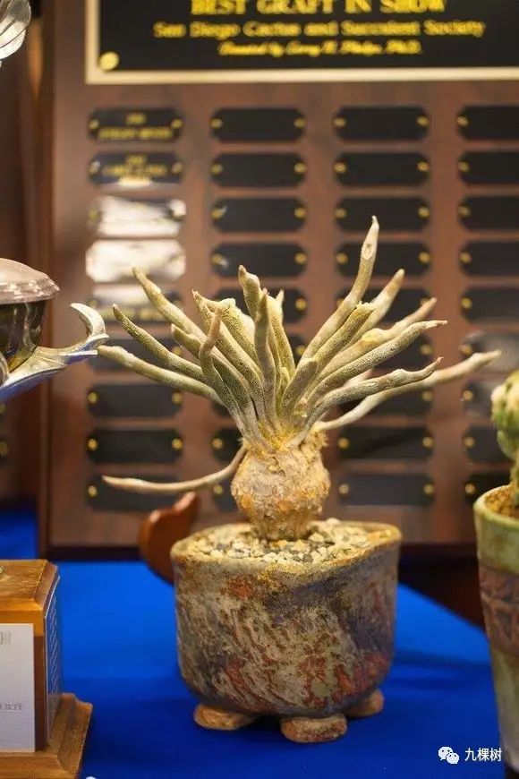 多肉万象最贵的品种,全世界最贵的多肉植物都有哪些