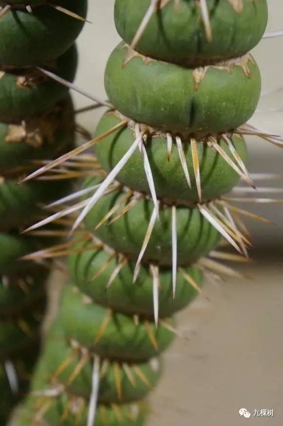 多肉万象最贵的品种,玉露多肉最贵多少钱一棵