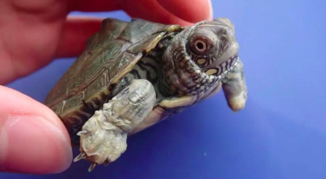 龟苗腐皮病最佳治疗方法,龟腐皮用什么药好得快