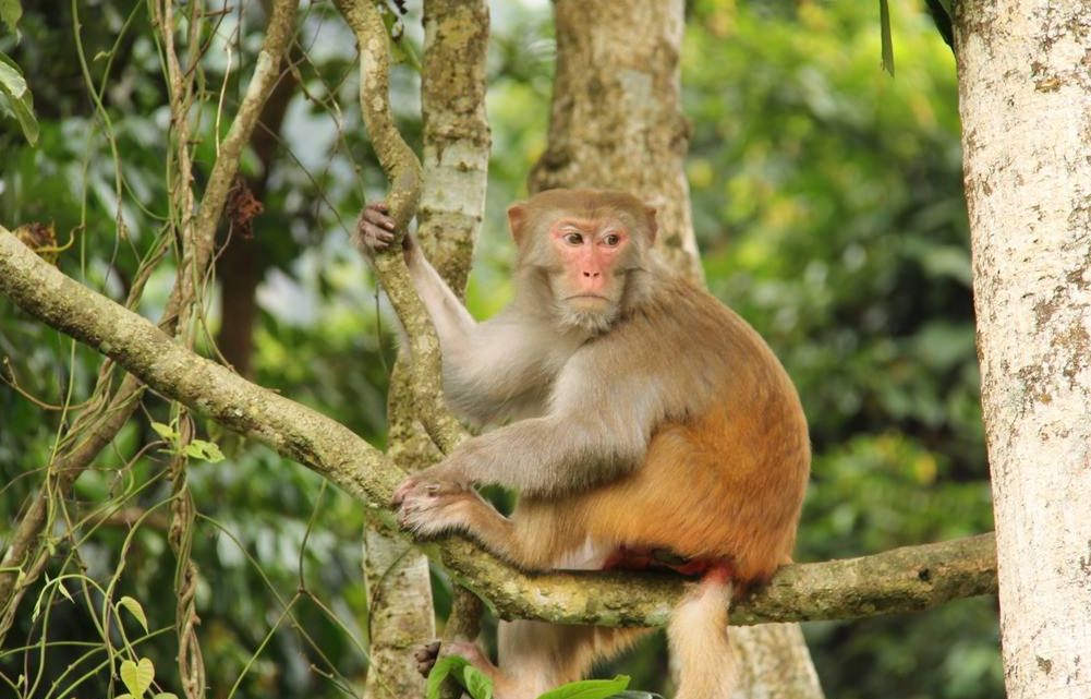 生肖猴初一到三十哪天最好,生肖猴明天需不需要躲春