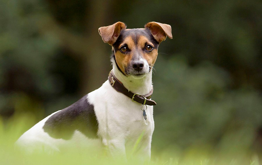 买狗狗需要准备什么物品,买狗狗都需要注意什么细节