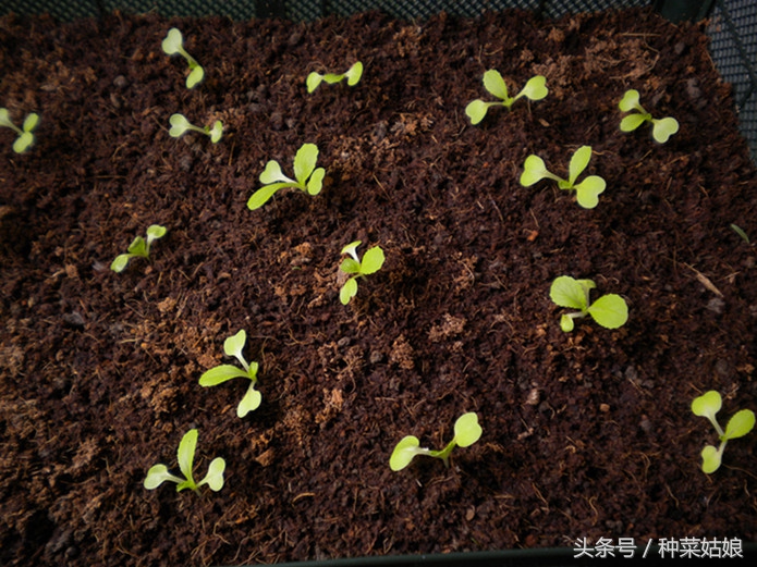 种菜发芽了怎么浇水,种菜小技巧香菜怎么种的