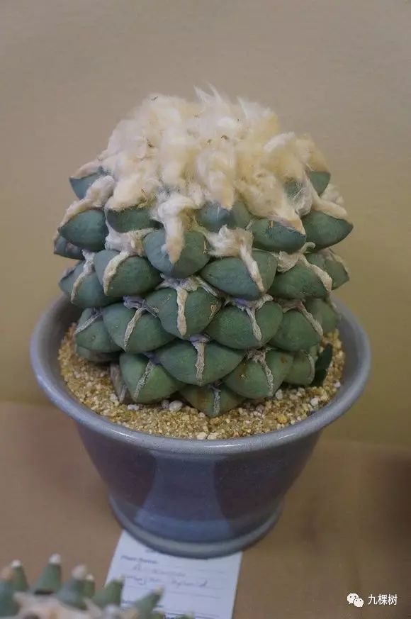 多肉万象最贵的品种,玉露多肉最贵多少钱一棵