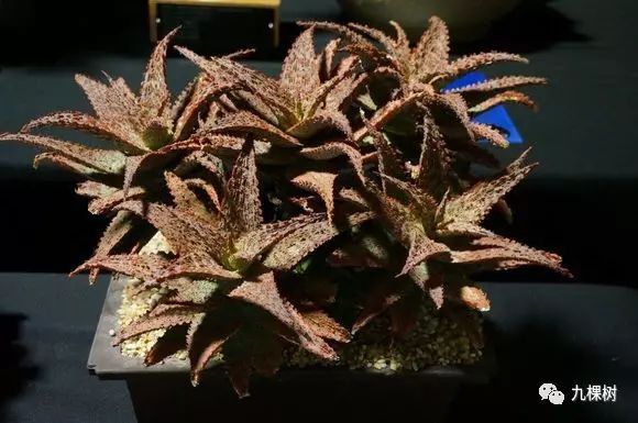 多肉万象最贵的品种,玉露多肉最贵多少钱一棵