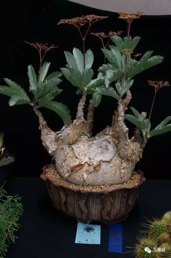 十大最贵玉露多肉品种,多肉最贵的品种有哪些